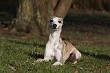 WHIPPET 410